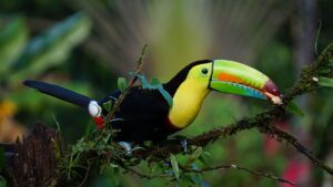 keel billed toucan, costa rica, bird