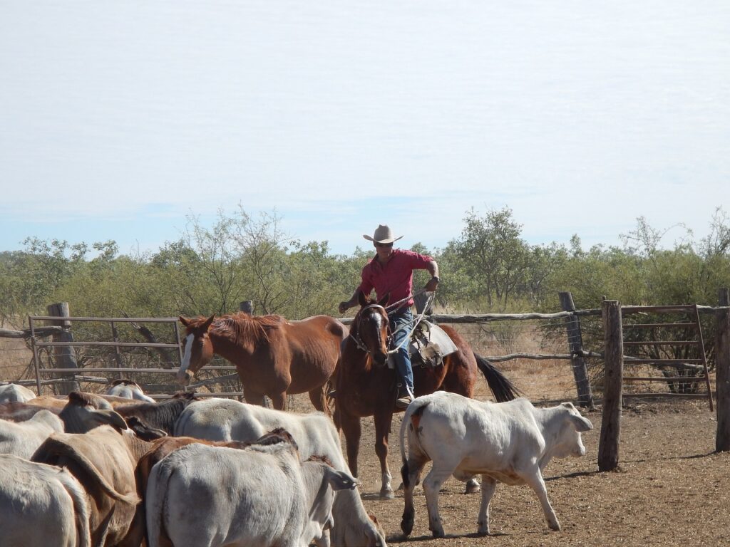 cowboy, australia, outback